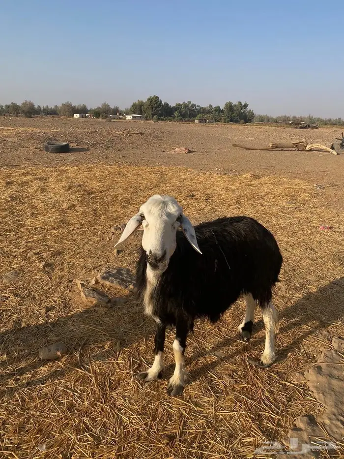 نعجه للبيع 0