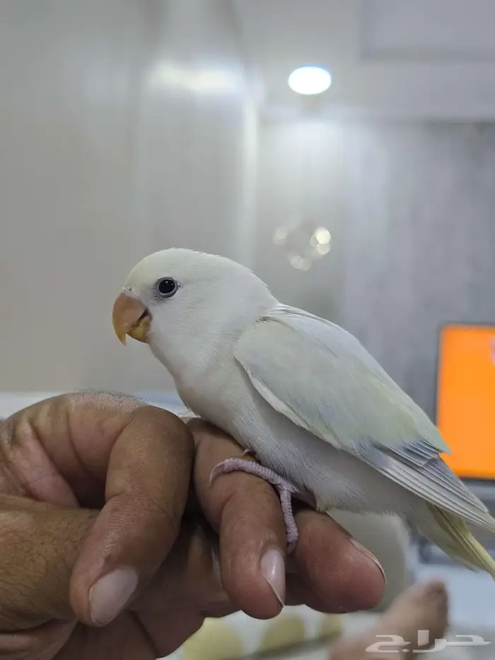 طائر روز مفقود في ظاحية الملك فهد 0