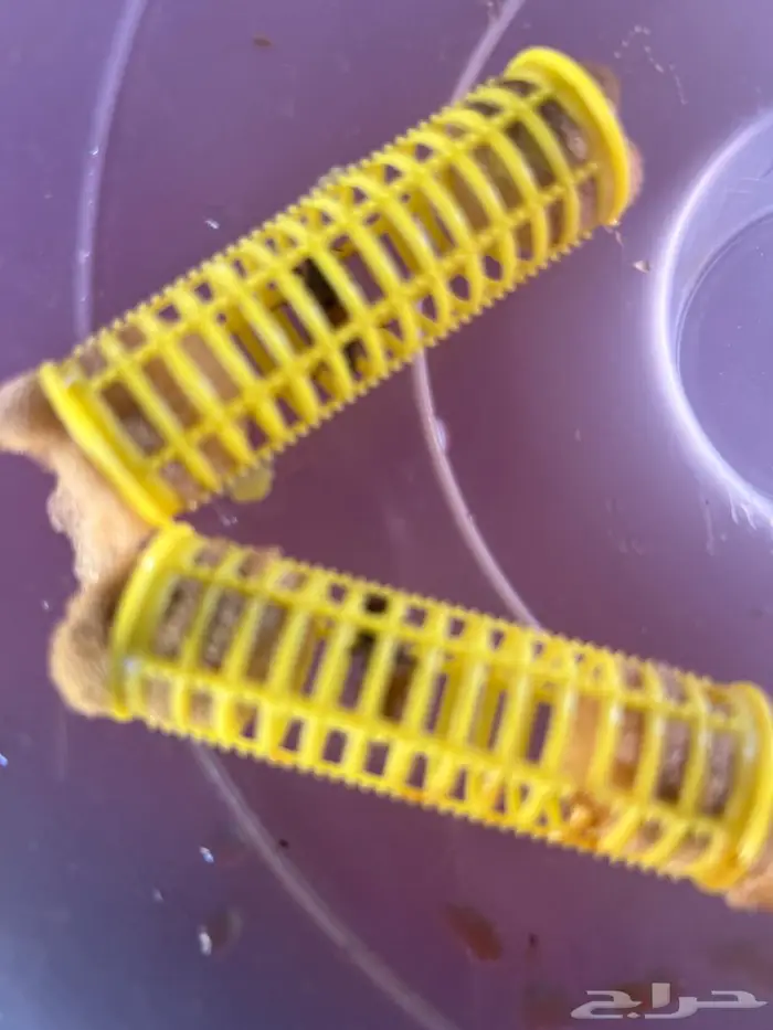 ملكات نحل بلدي للبيع عدد 40 1