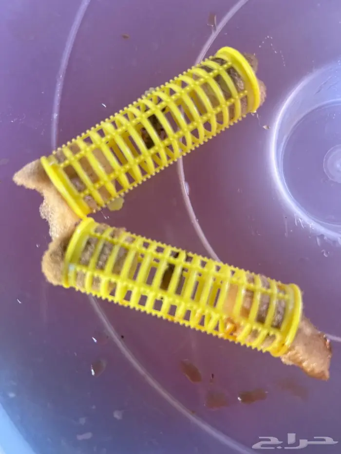 ملكات نحل بلدي للبيع عدد 40 0