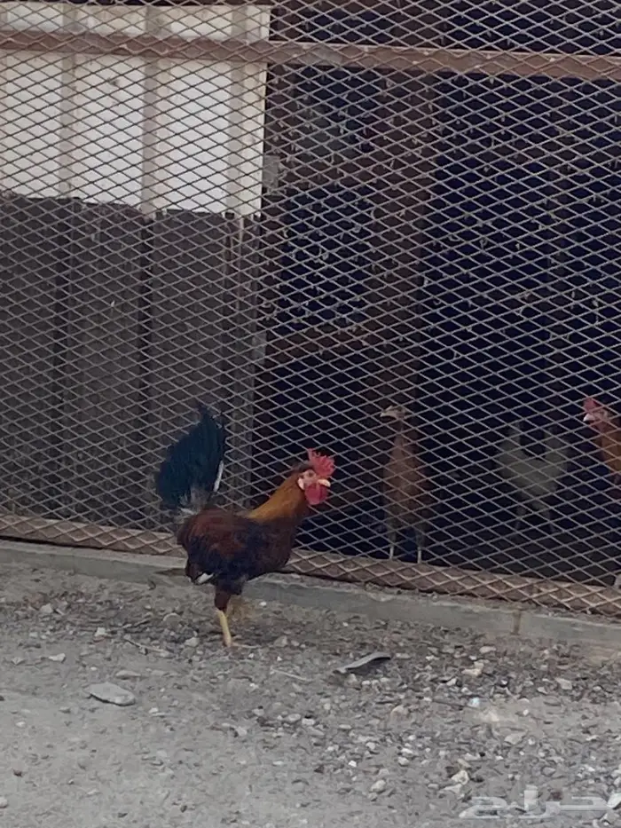 دجاج ترثة (دياكة 0