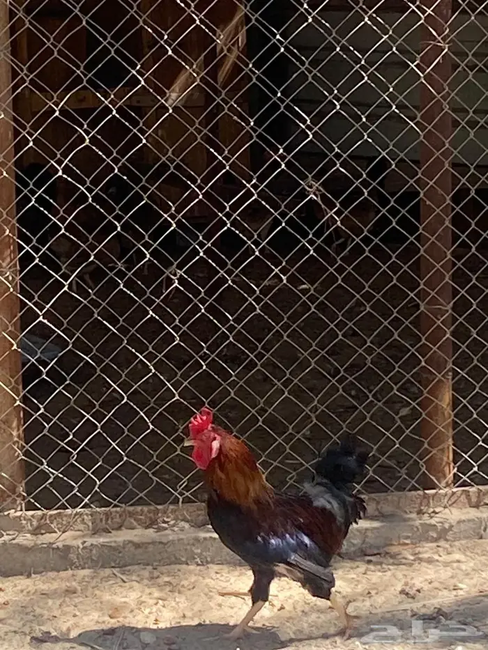 دجاج ترثة (دياكة 1