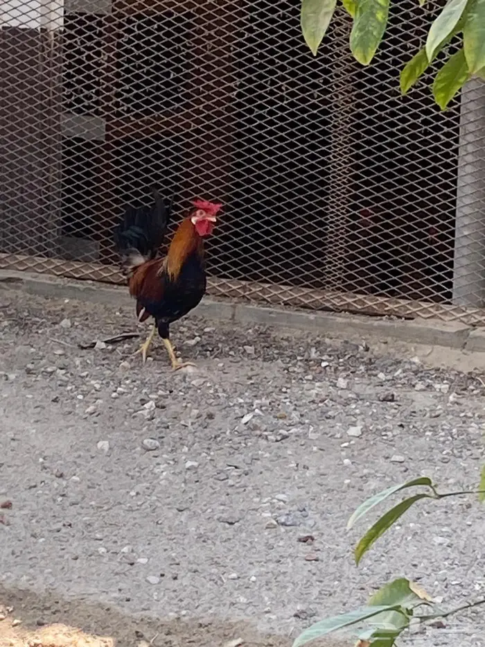 دجاج ترثة (دياكة 2