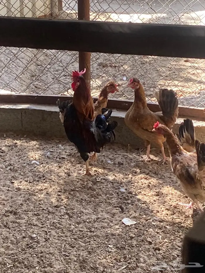 دجاج ترثة (دياكة 3