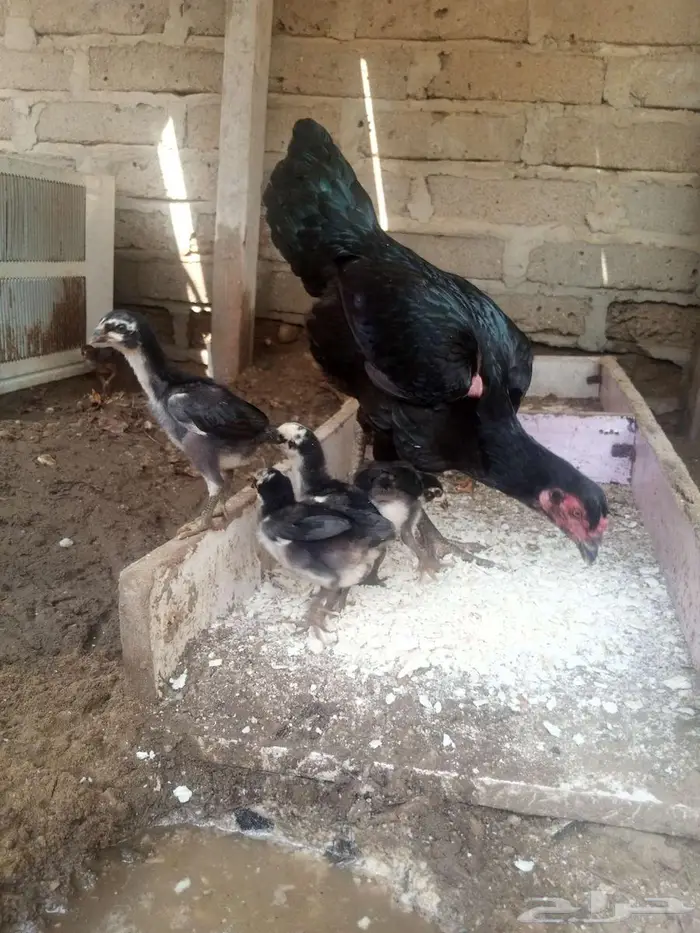 دجاج شامو 2