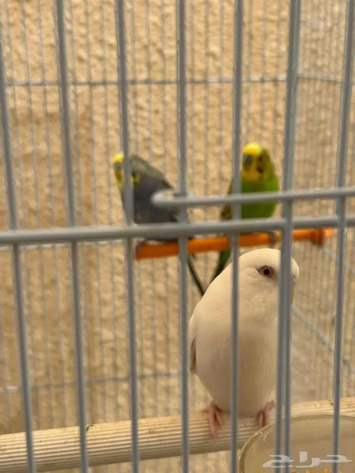 طيور زينه 3