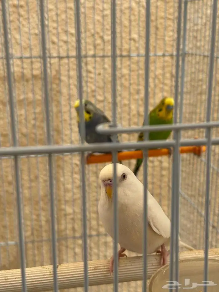 طيور زينه 1