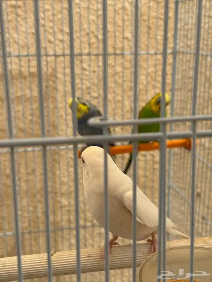 طيور زينه 2
