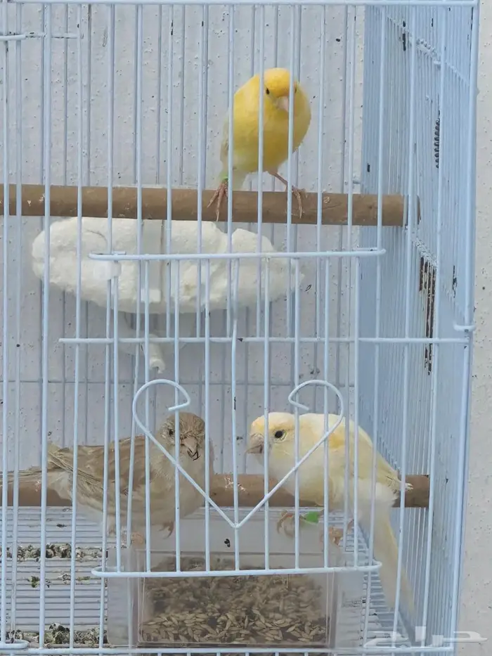 للبيع إناثي كناري سوري 3