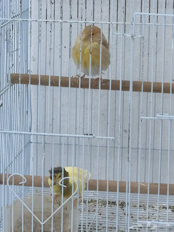 للبيع إناثي كناري سوري 4