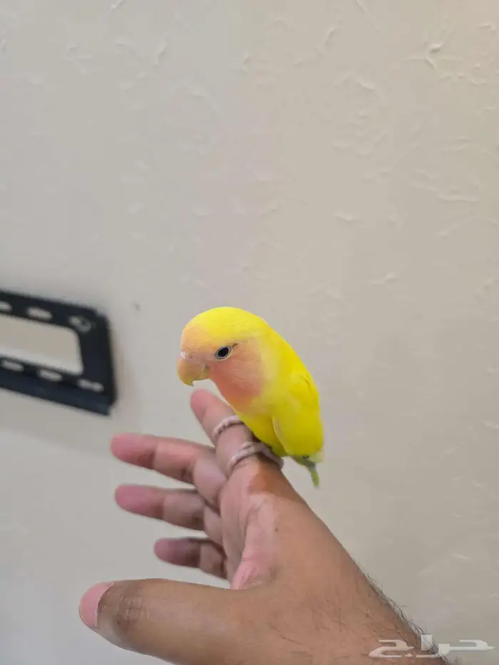 طائر الروز لاتينو اليف جدا مايعض للبيع 0