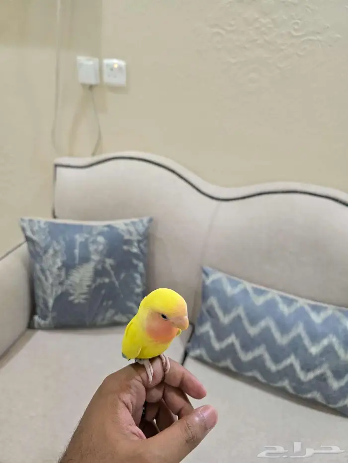 طائر الروز لاتينو اليف جدا مايعض للبيع 1