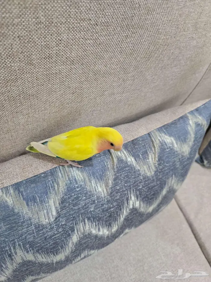 طائر الروز لاتينو اليف جدا مايعض للبيع 2