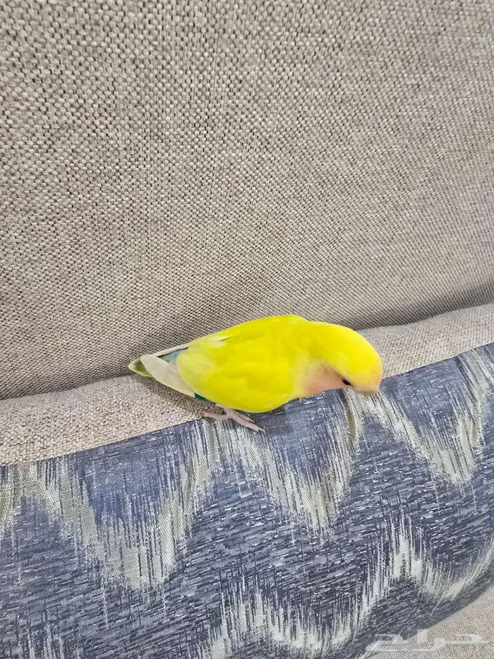 طائر الروز لاتينو اليف جدا مايعض للبيع 3