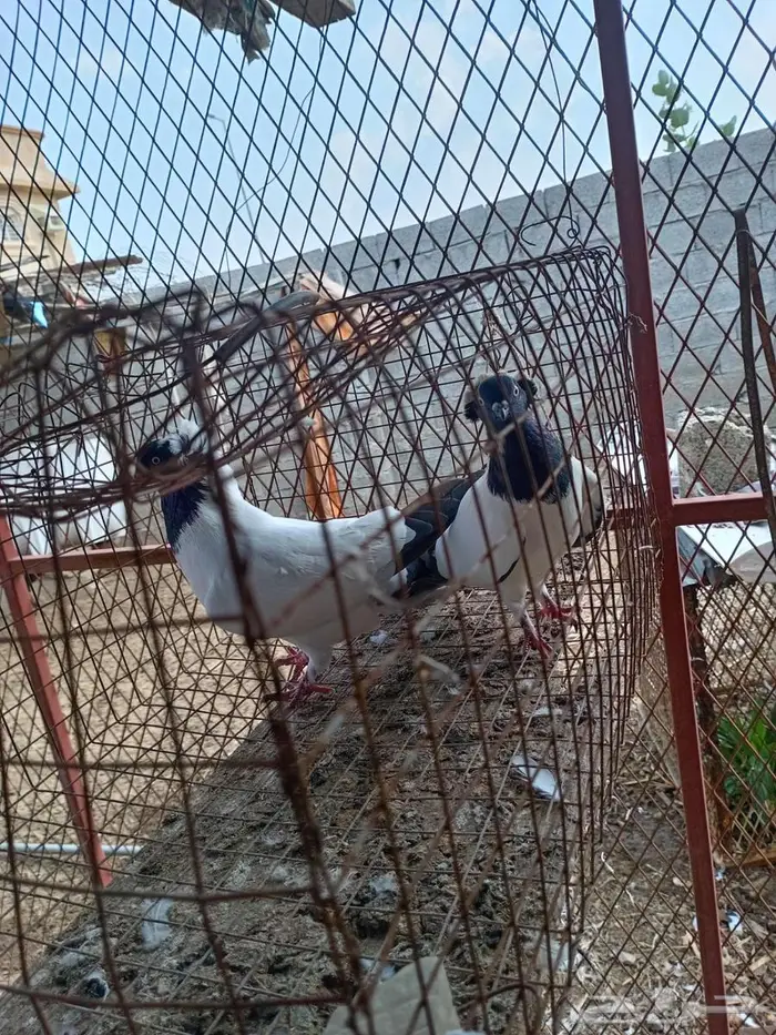 زوج حمام   سوداني 2