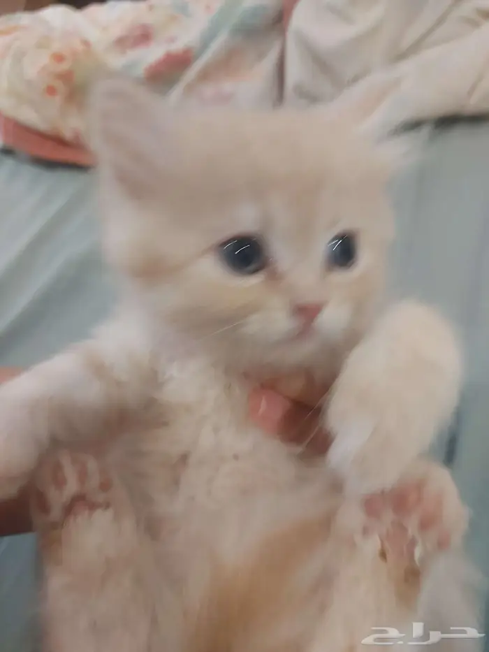 للبيع قطط 3