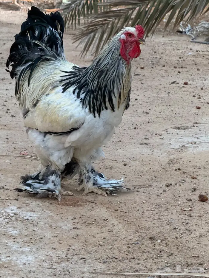 ديك براهما 0