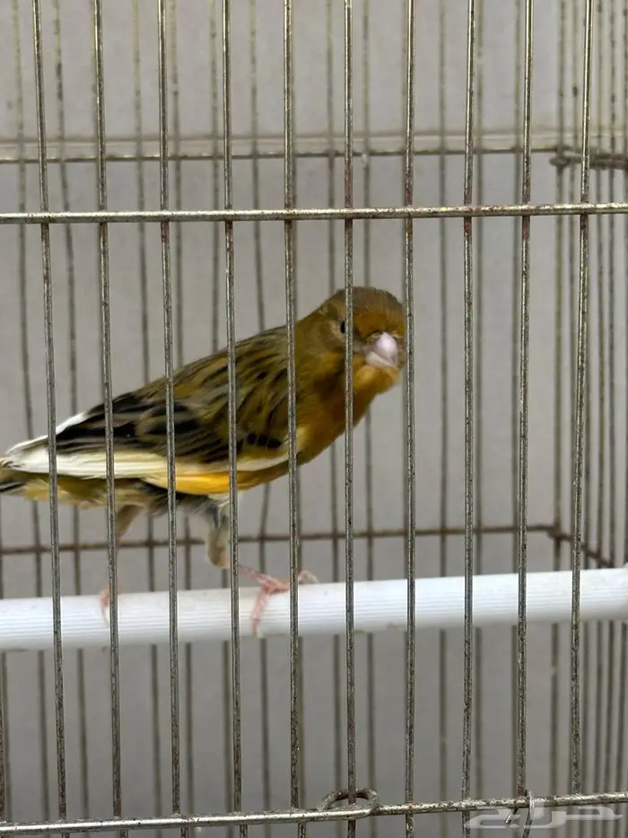 للبيع ذكر كناري سوري 2