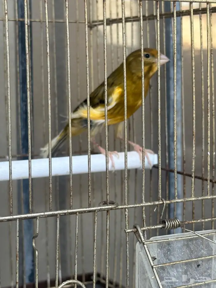 للبيع ذكر كناري سوري 0