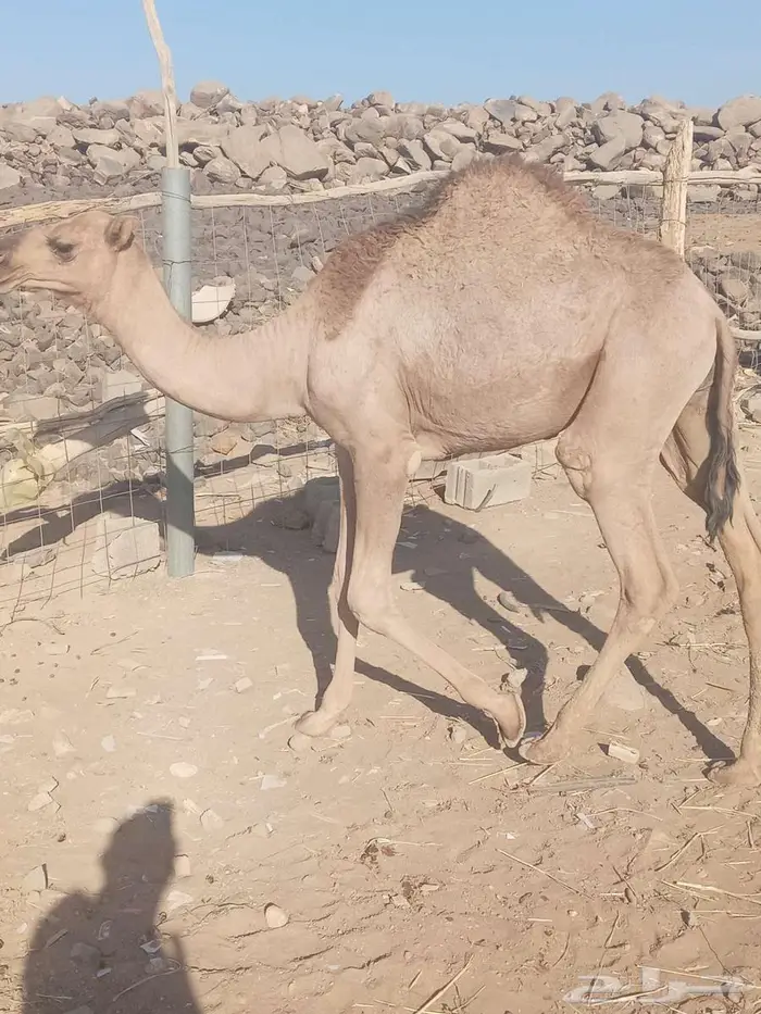 للبيع قعودين 1
