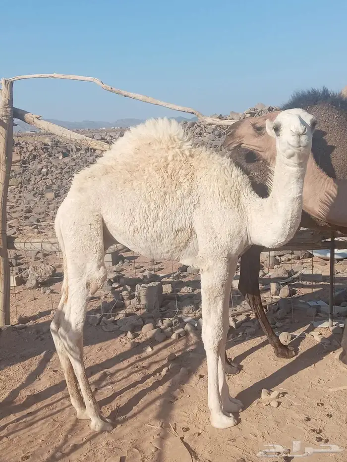 للبيع قعودين 2