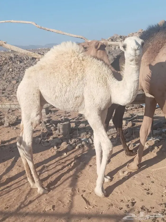 للبيع قعودين 3