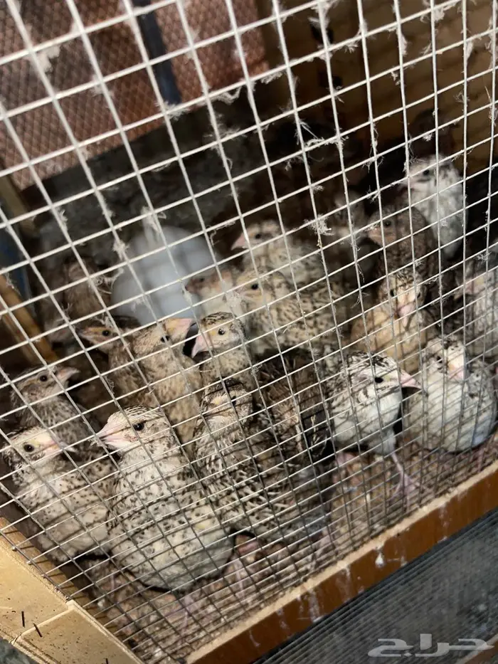 سمان فري بشاير 3