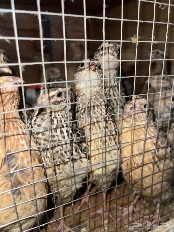 سمان فري بشاير 4