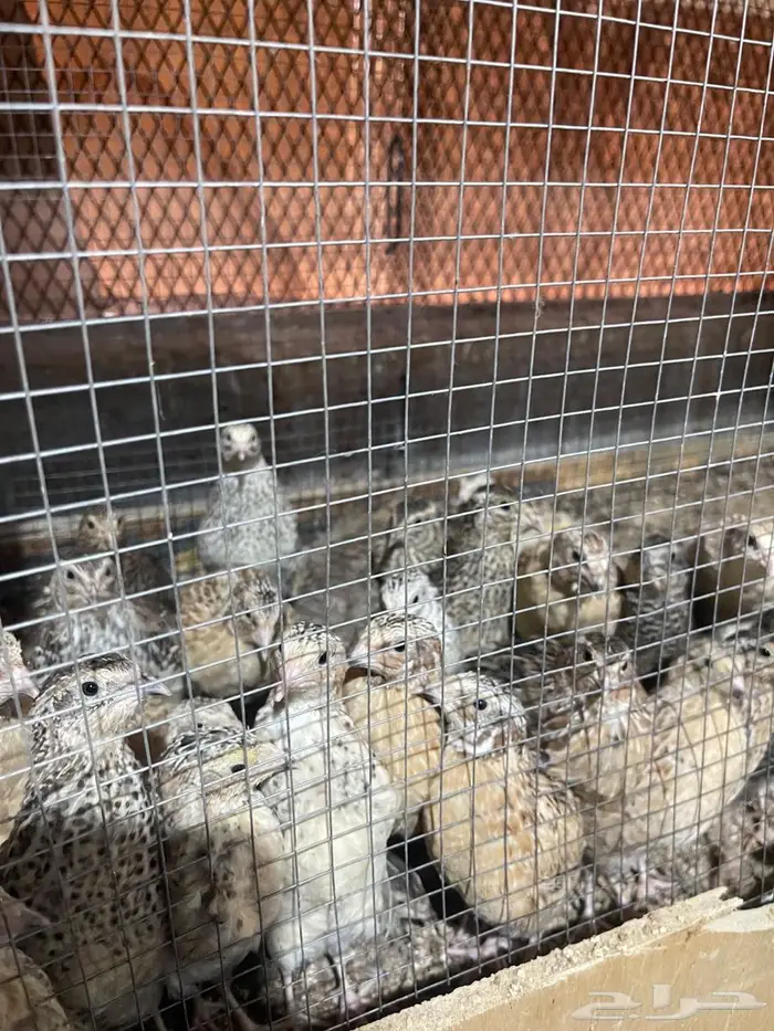 سمان فري بشاير 2