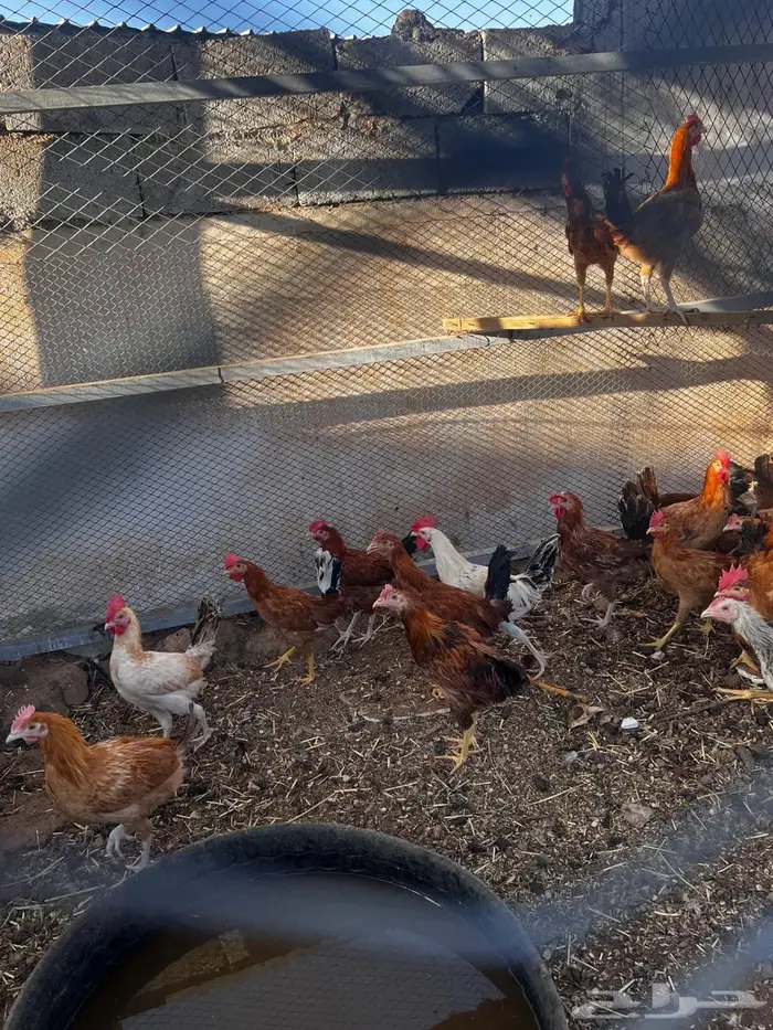 مجموعه ديك بلدي 0