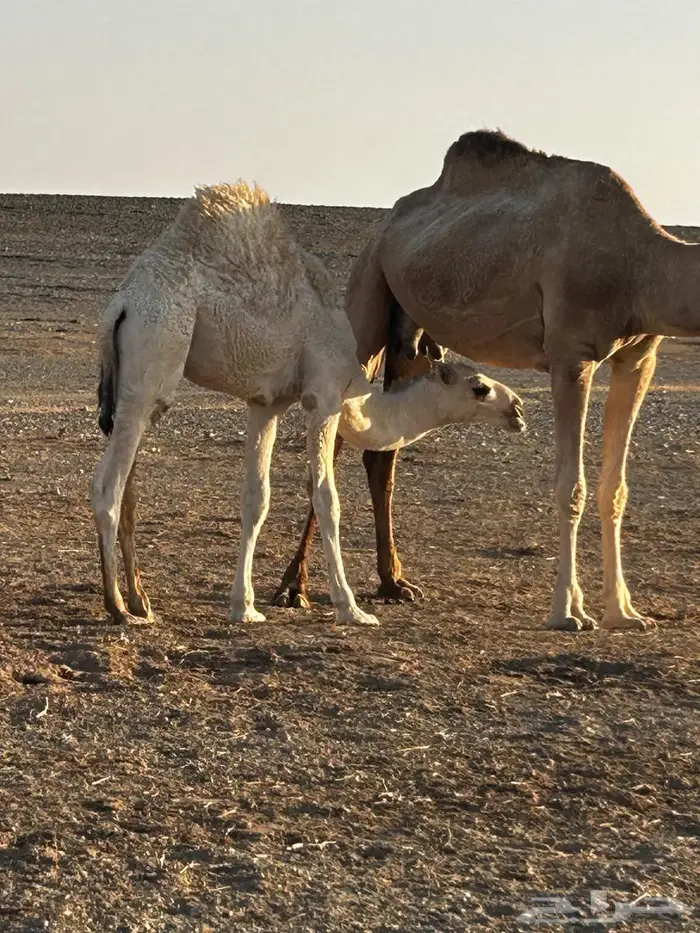 قعود و بكرة 3