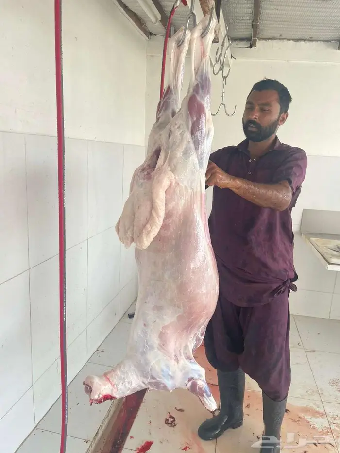 ذبائح نعيم حري ساكني ذبايح تابي تمارا 7