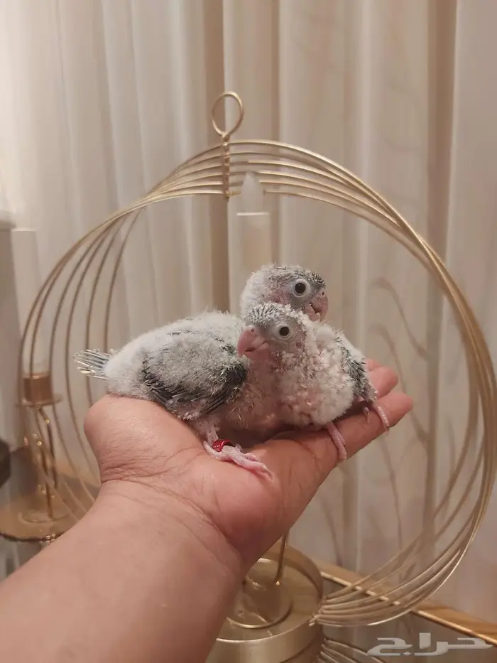 مجموعة فروخ 1