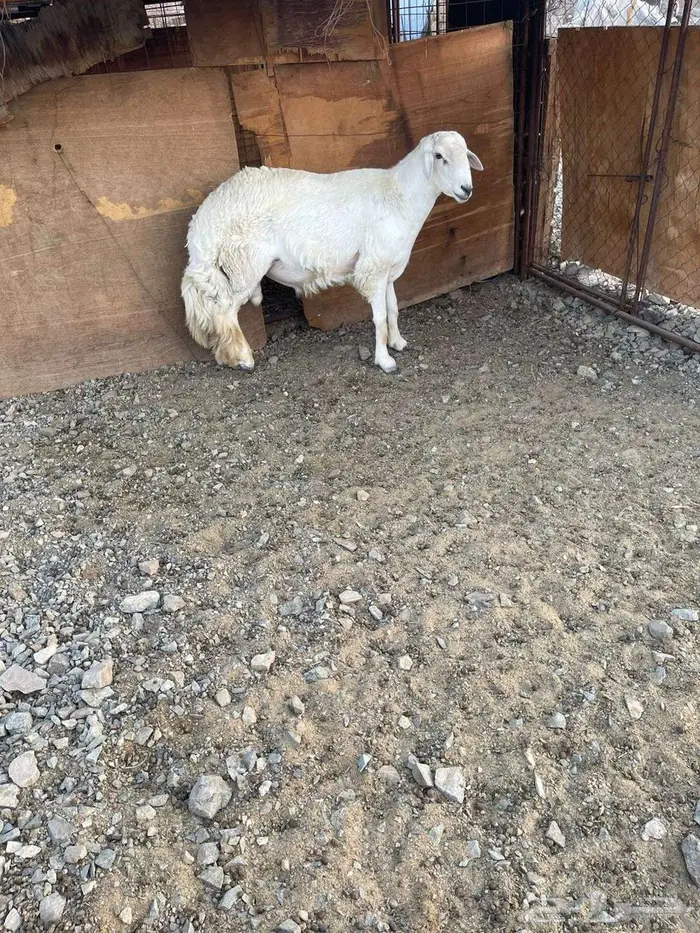 طلي فحل حري 1