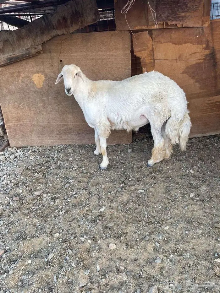 طلي فحل حري 4