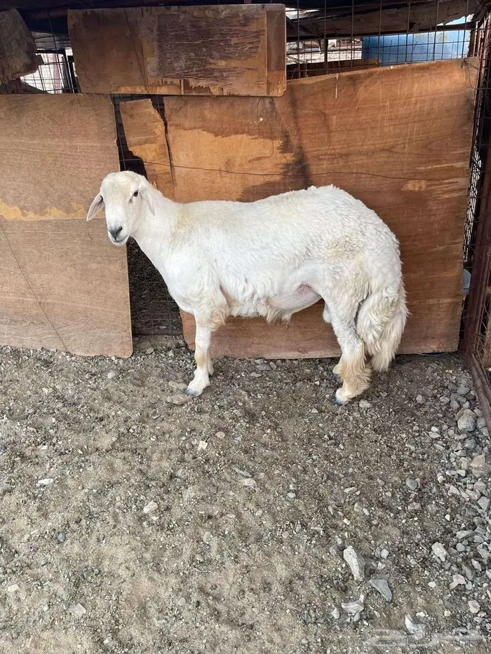 طلي فحل حري 3