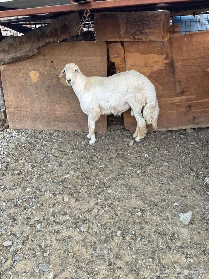 طلي فحل حري 5