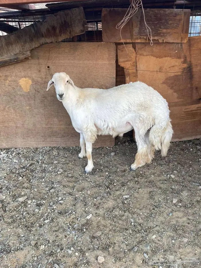 طلي فحل حري 0