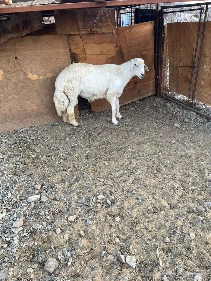 طلي فحل حري 2