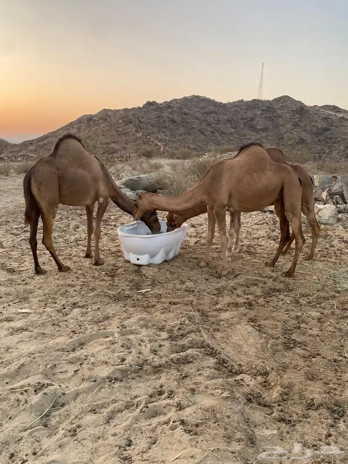 ابل مداني ناقه وبناتها سواحل 11