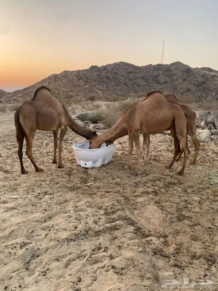 ابل مداني ناقه وبناتها سواحل 10