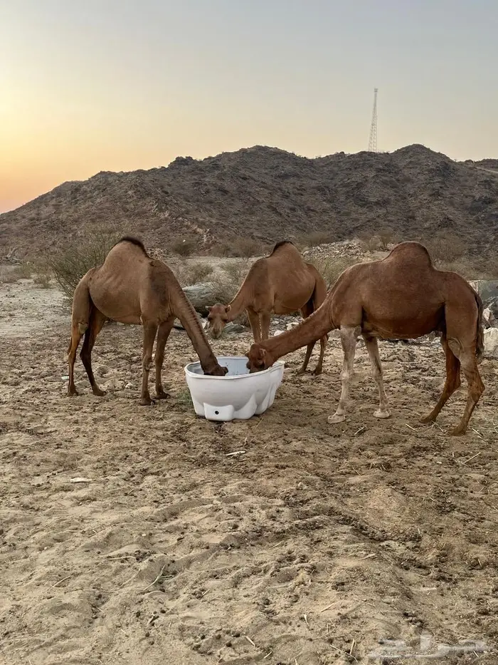 ابل مداني ناقه وبناتها سواحل 4