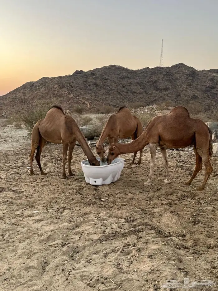 ابل مداني ناقه وبناتها سواحل 3