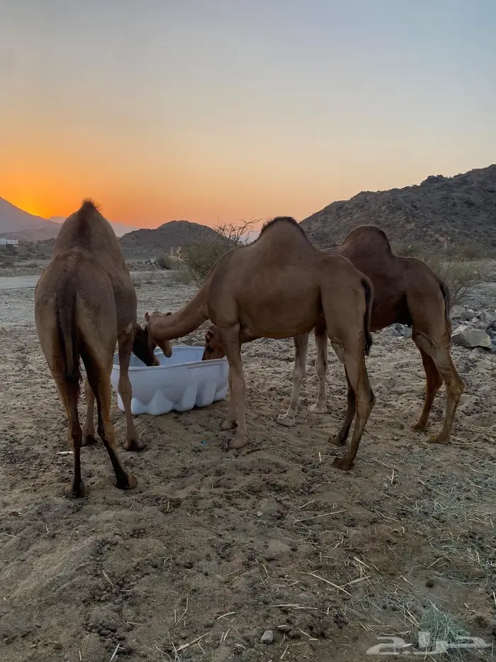 ابل مداني ناقه وبناتها سواحل 6
