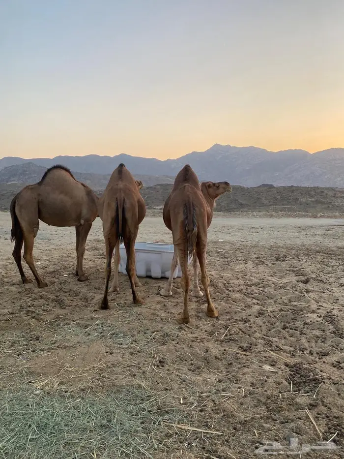 ابل مداني ناقه وبناتها سواحل 7