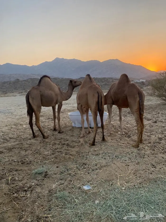 ابل مداني ناقه وبناتها سواحل 8
