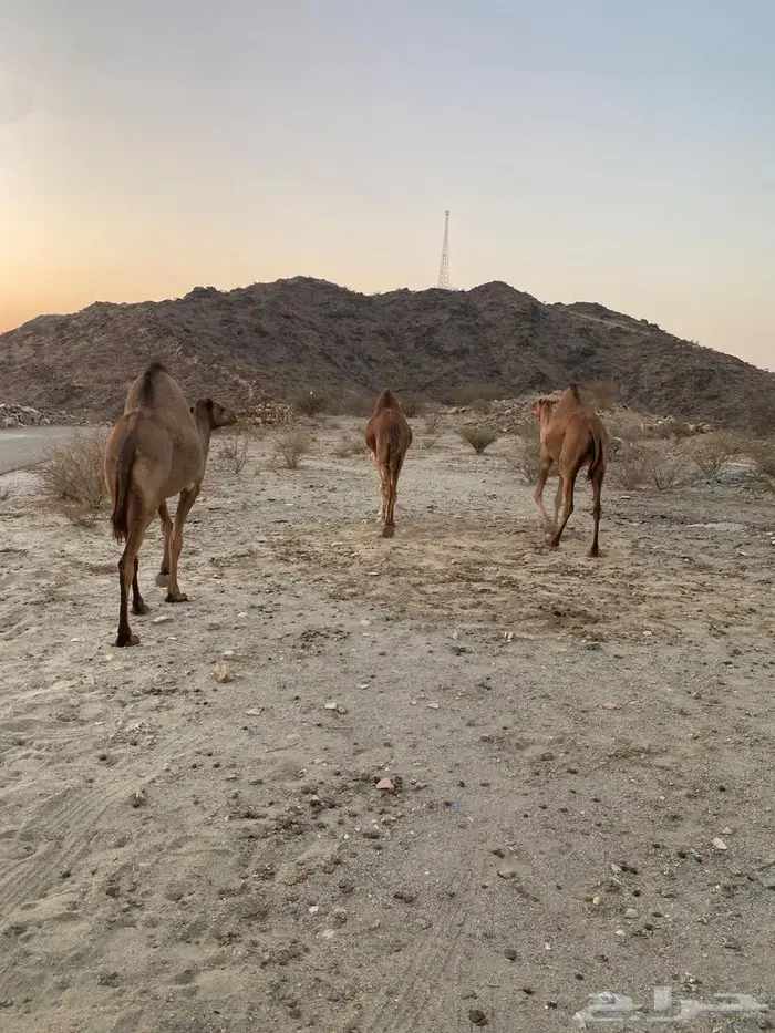 ابل مداني ناقه وبناتها سواحل 9