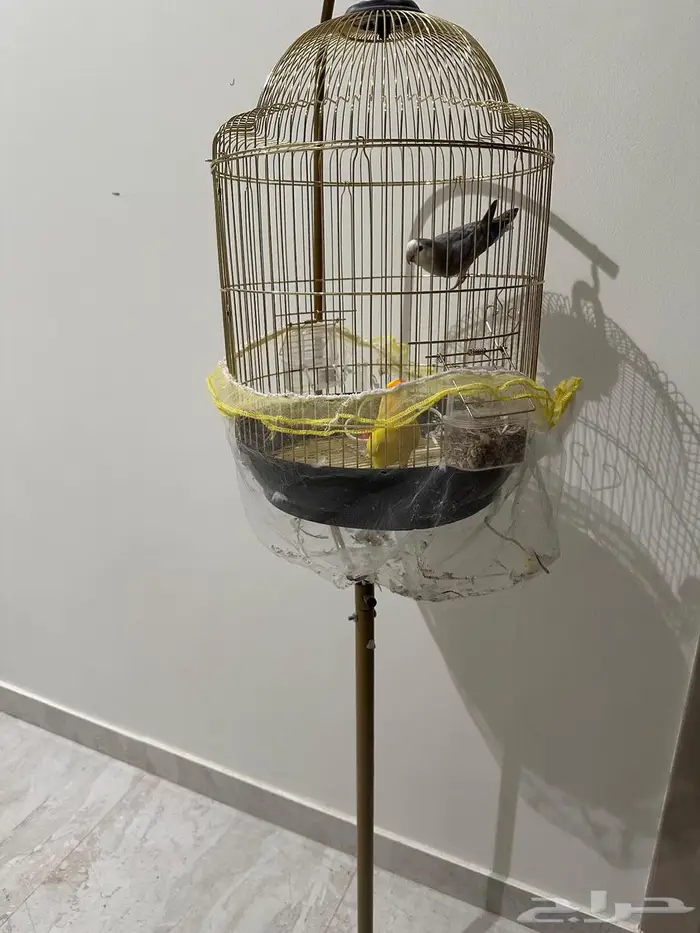 طيور روز تغريد 1