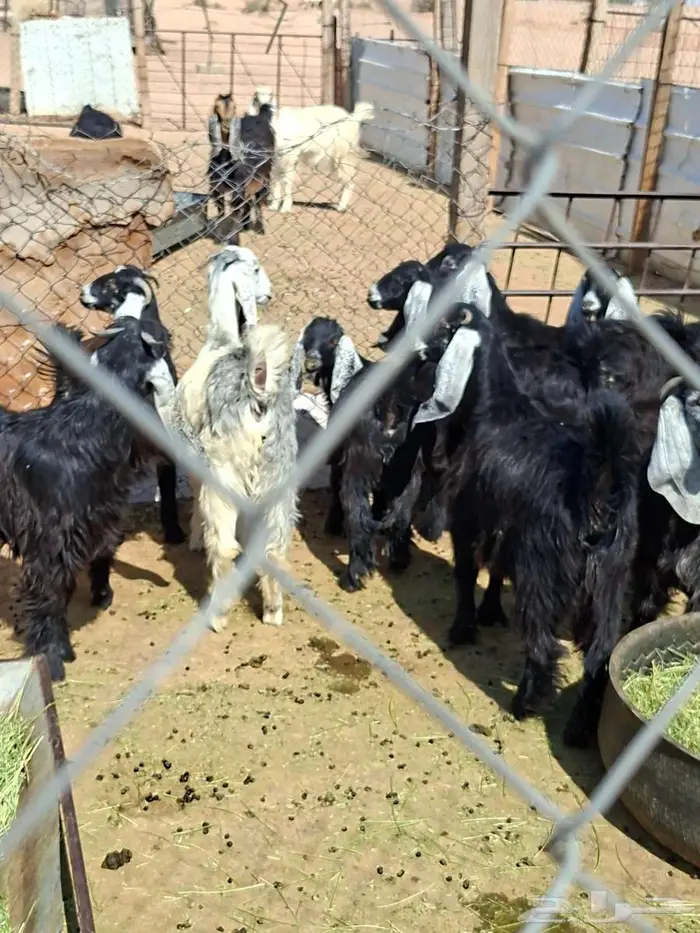 جفرات عوارض 0