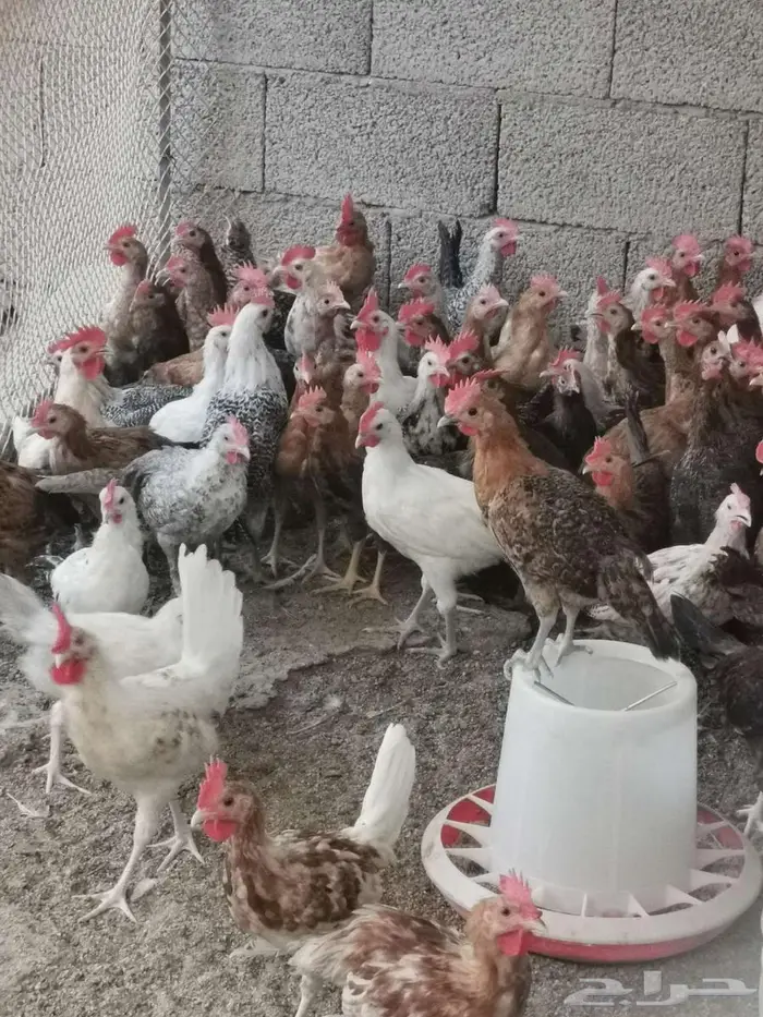 ديك بلدي 1